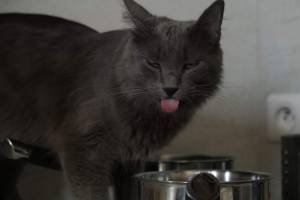 Dimitri ARNAUD - JAGUAR PROD